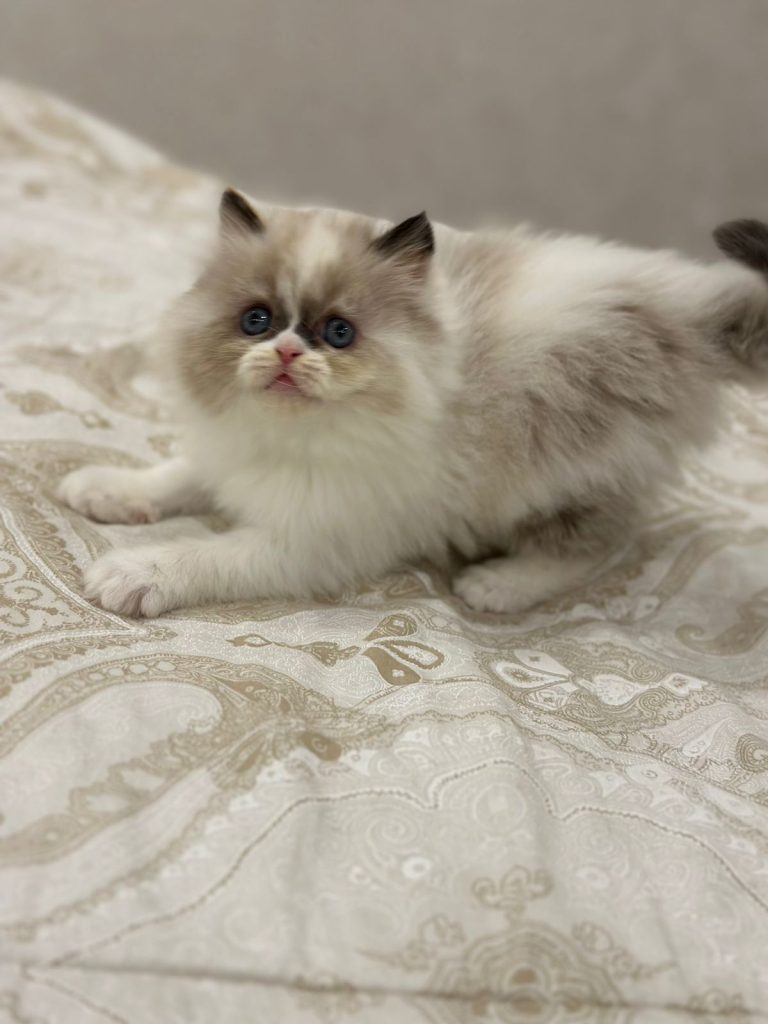 Bicolor ragdoll kitten