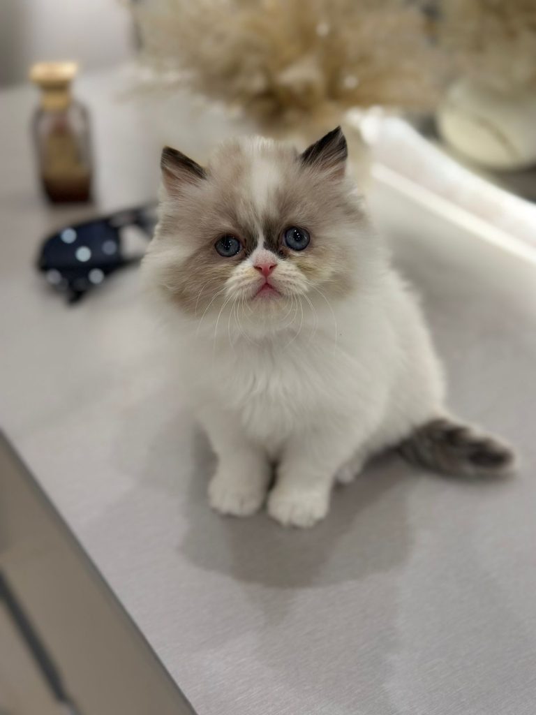 Bicolor ragdoll kitten