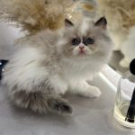 Bicolor ragdoll kitten