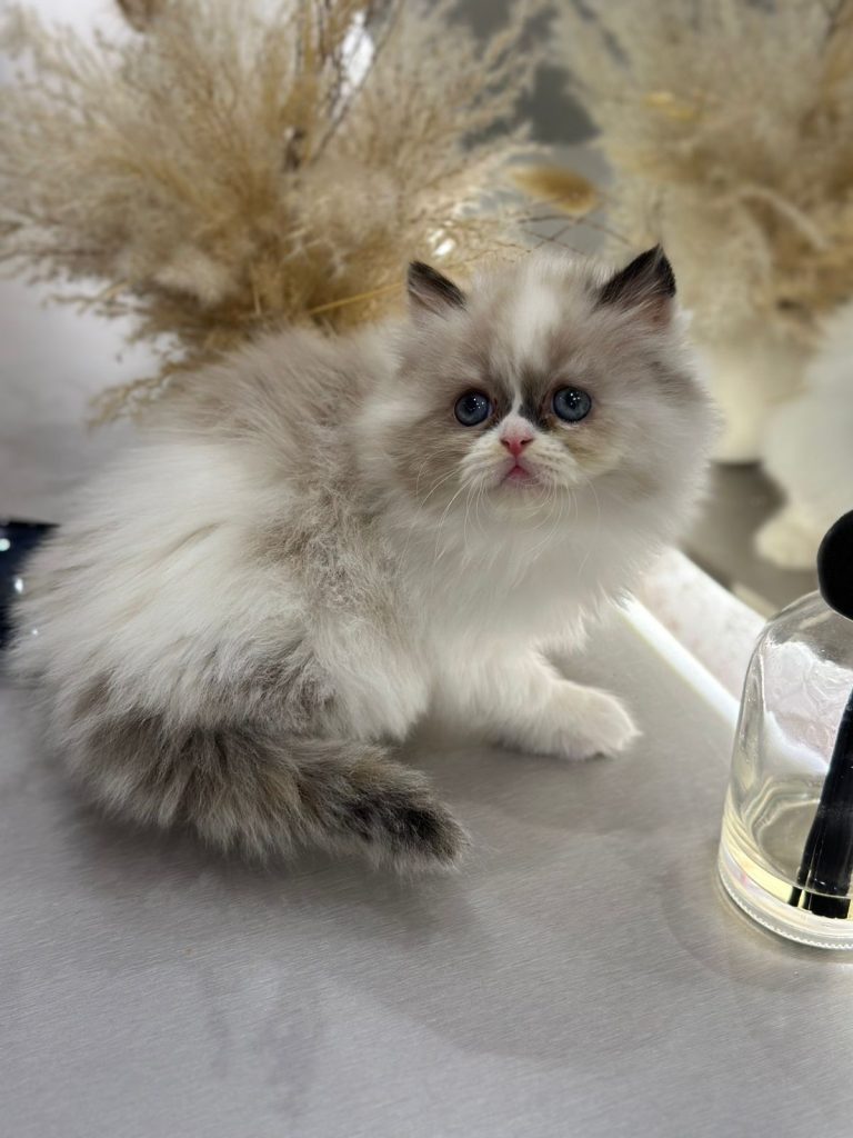 Bicolor ragdoll kitten