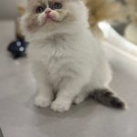 Bicolor ragdoll kitten