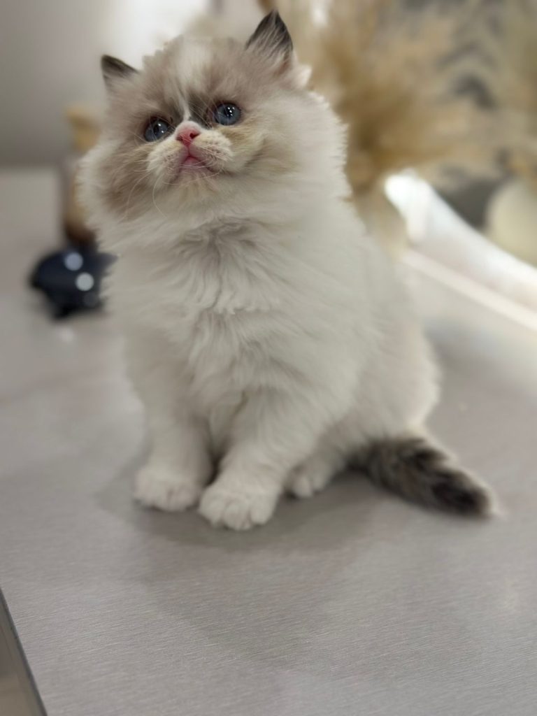 Bicolor ragdoll kitten