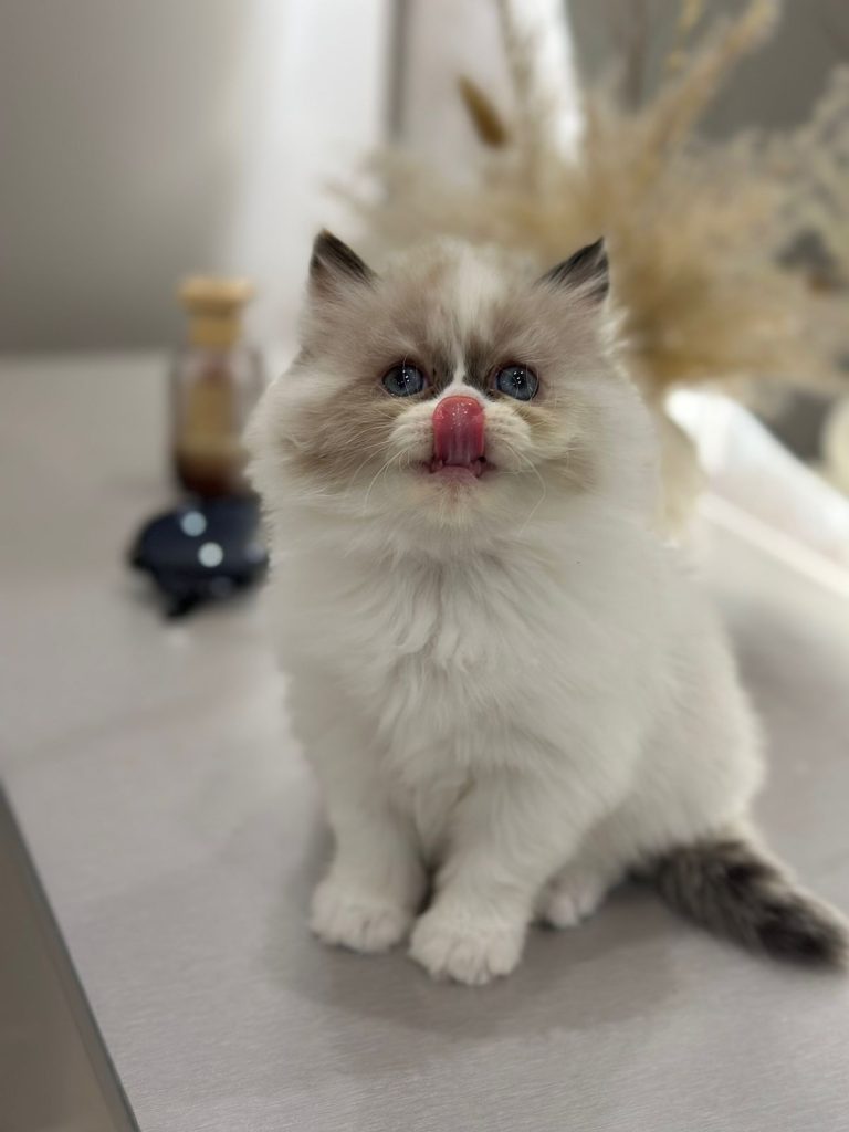 Bicolor ragdoll kitten