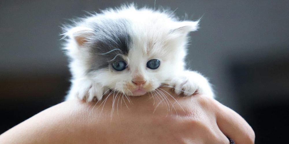 How to choose the right pet