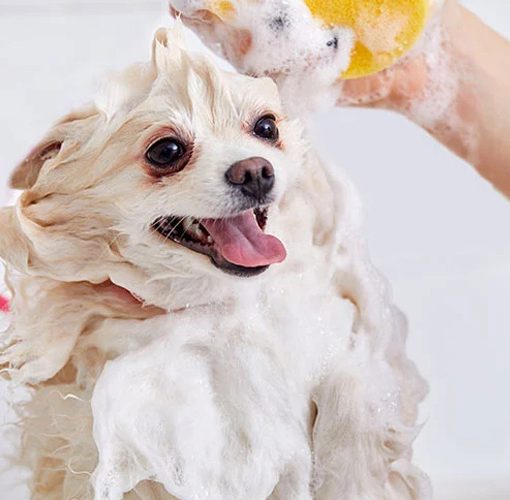How to bath your pets with care