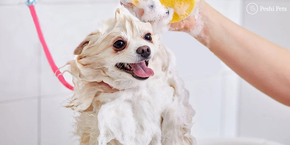 How to bath your pets with care