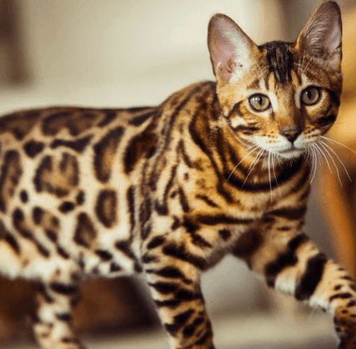 How to Choose a Bengal Cat