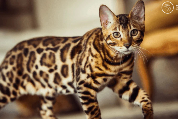How to Choose a Bengal Cat