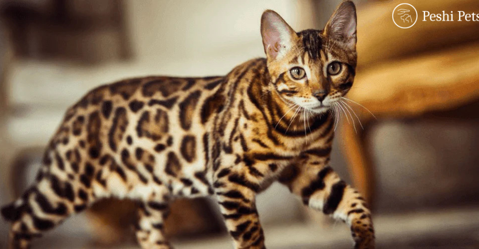 How to Choose a Bengal Cat