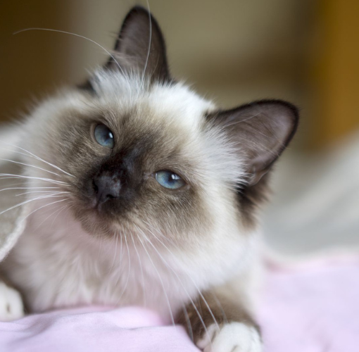 Best cat breeds for kids