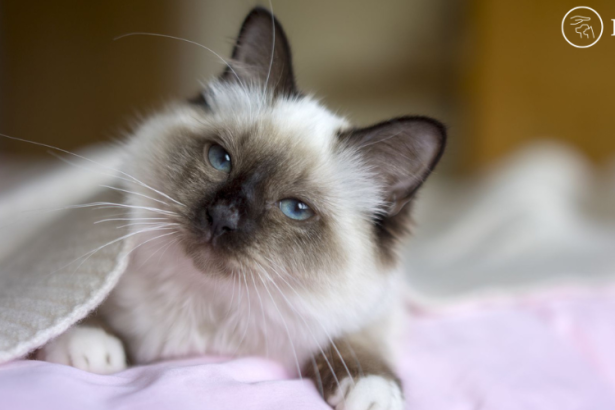 Best cat breeds for kids