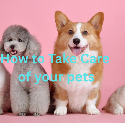 Care guide for pets
