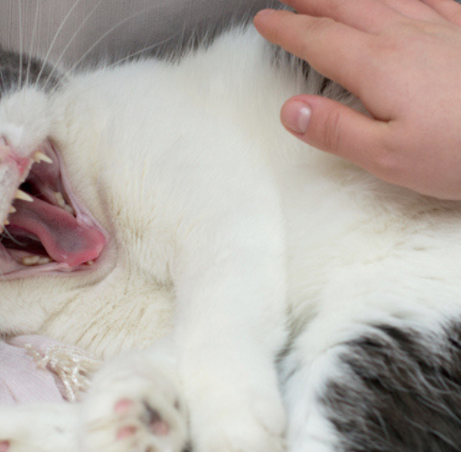 Cat Aggression Behavior