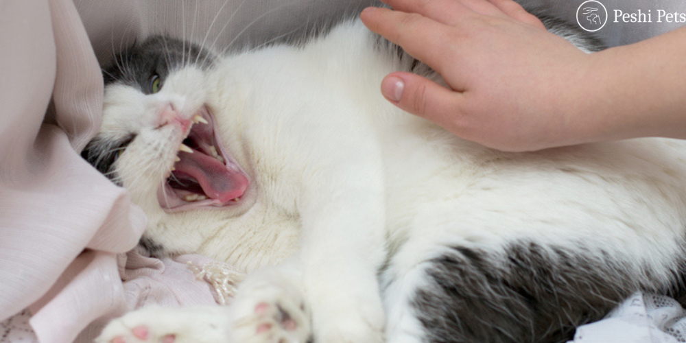 Cat Aggression Behavior