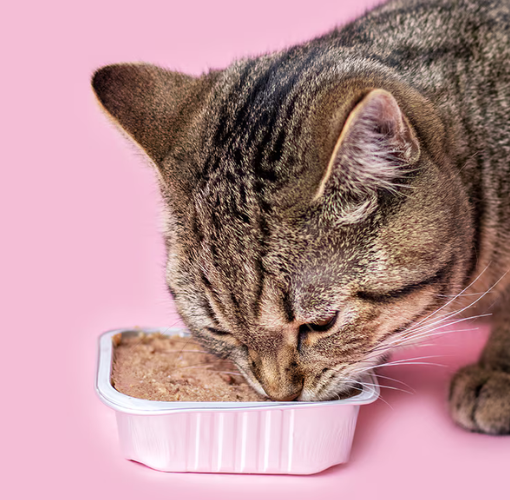 Jelly cat food benefits
