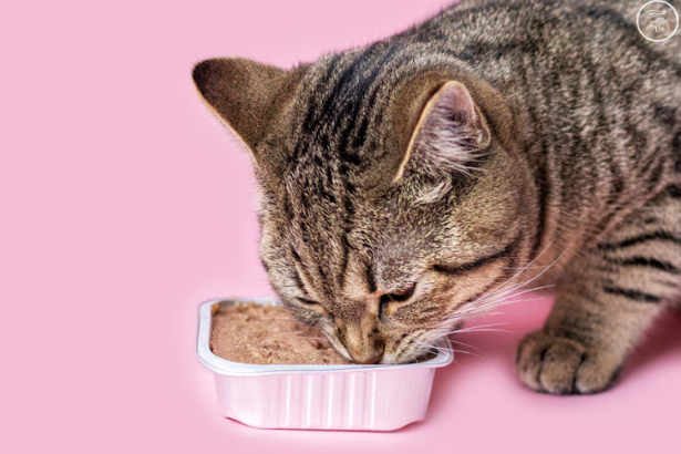 Jelly cat food benefits