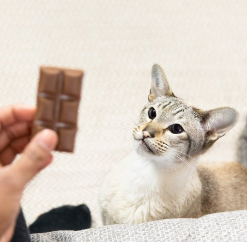 Chocolate toxicity in cats