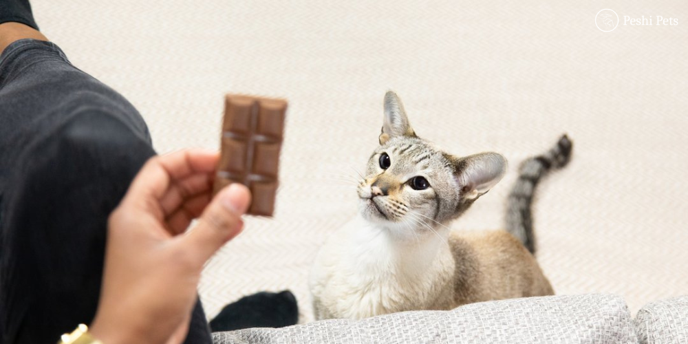 Chocolate toxicity in cats
