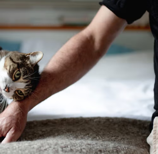 Why do cats rub against you