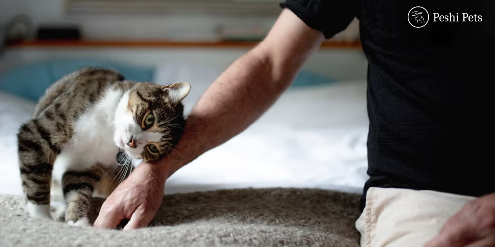 Why do cats rub against you