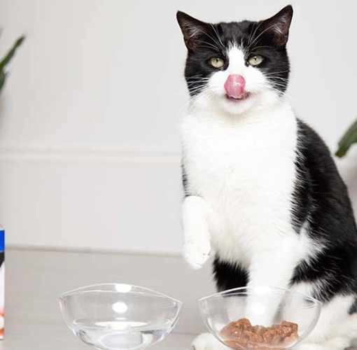healthy diet for elderly cat