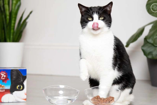 healthy diet for elderly cat
