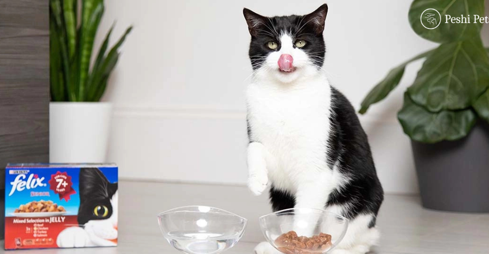healthy diet for elderly cat