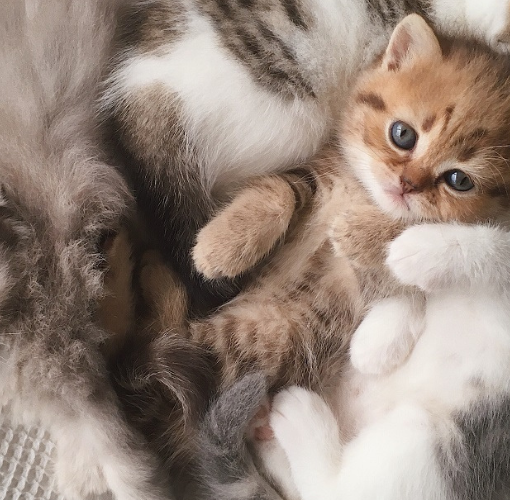 Pet lifespan guide