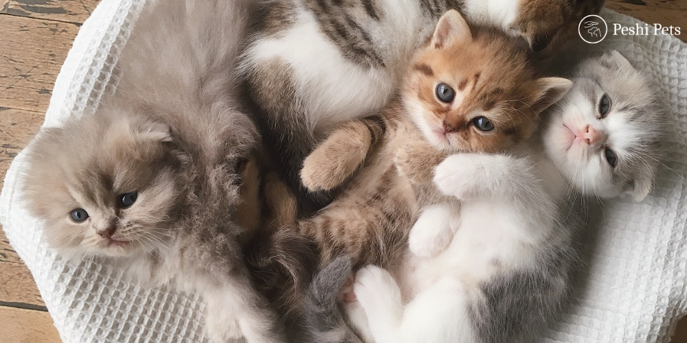 Pet lifespan guide