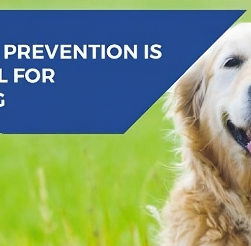 Flea Worm Tick Treatment Pets