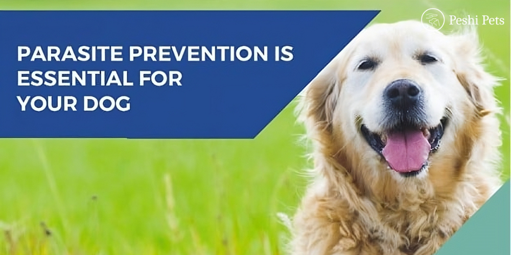 Flea Worm Tick Treatment Pets