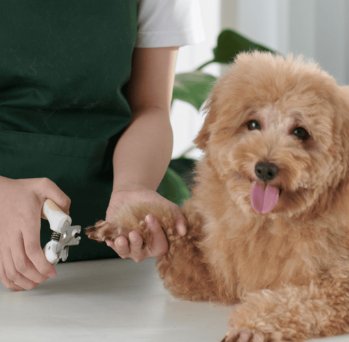 pet grooming and nail trimming