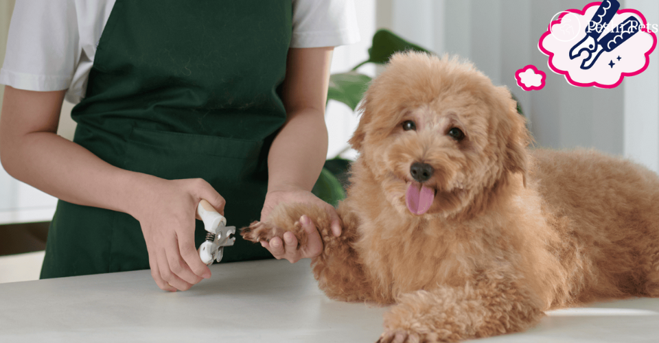 pet grooming and nail trimming