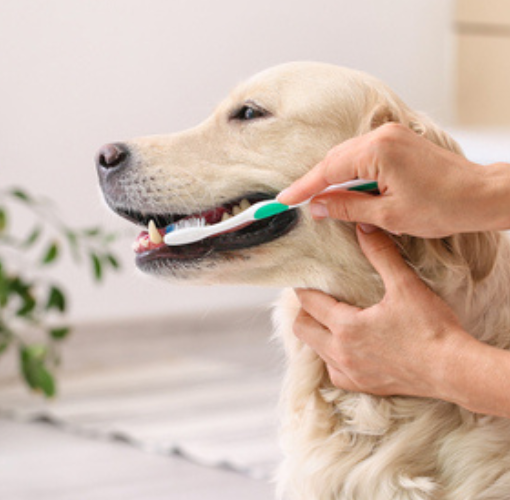 pet oral hygiene