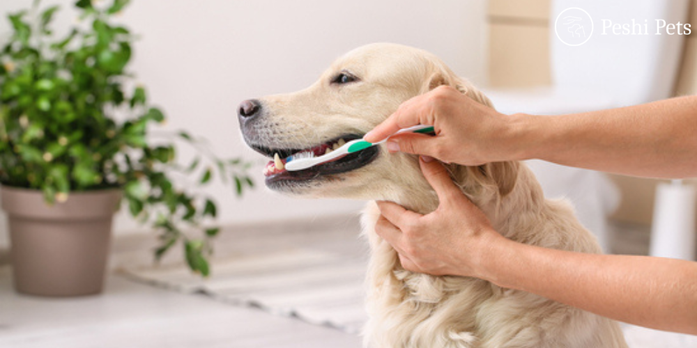 pet oral hygiene