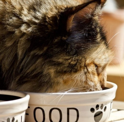 how long can a cat go without food