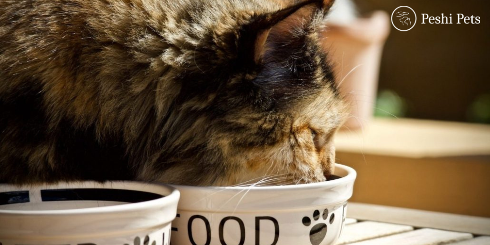 how long can a cat go without food