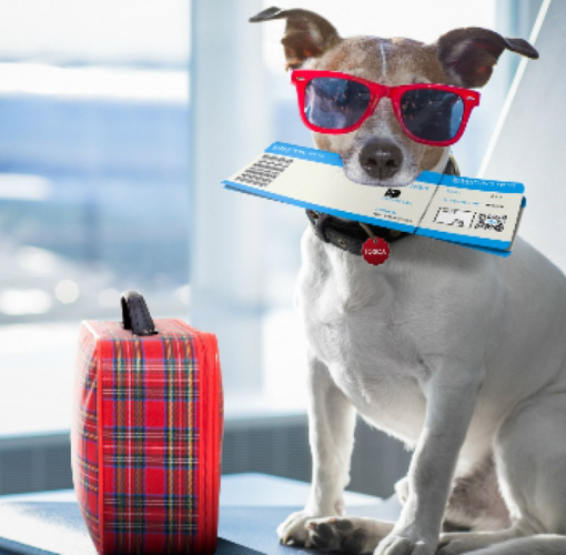 What to do with pets when going on holiday