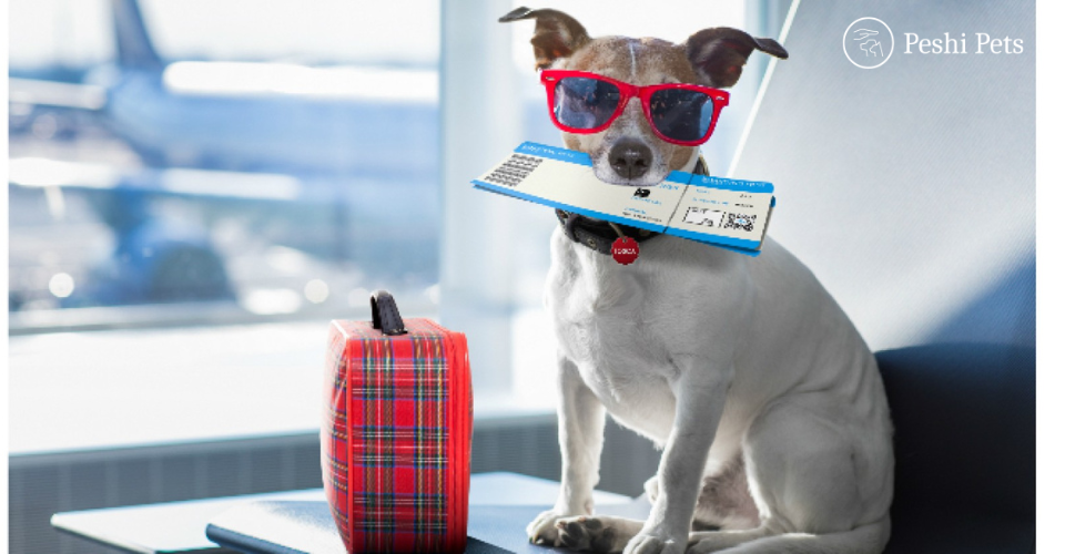 What to do with pets when going on holiday