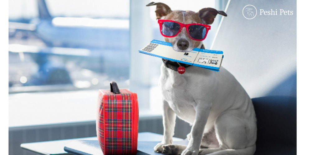What to do with pets when going on holiday