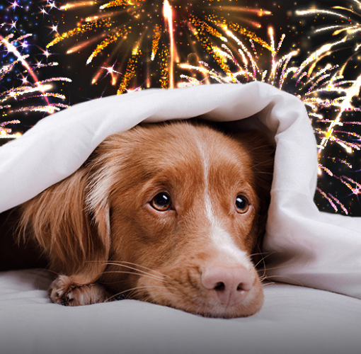 Peshi Pets Fireworks Safety Tips