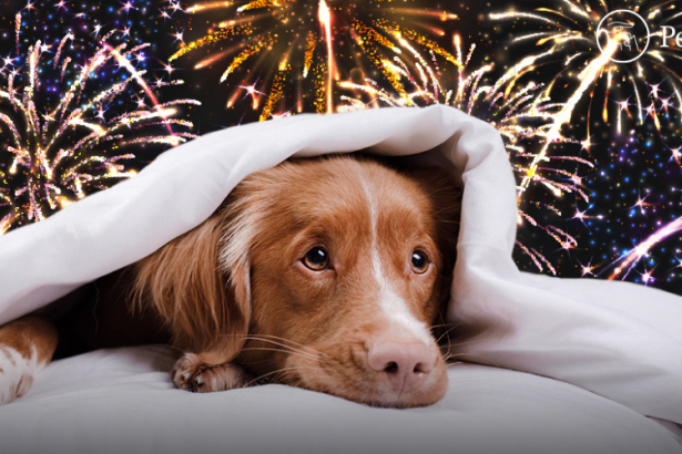 Peshi Pets Fireworks Safety Tips