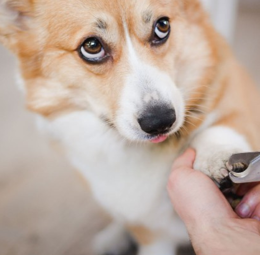 Pet Nail Trimming Guide