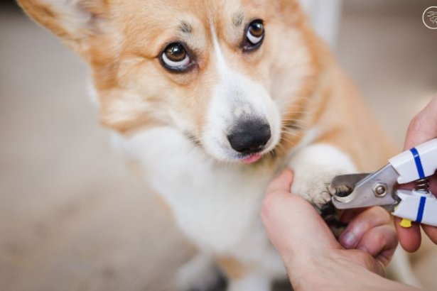 Pet Nail Trimming Guide