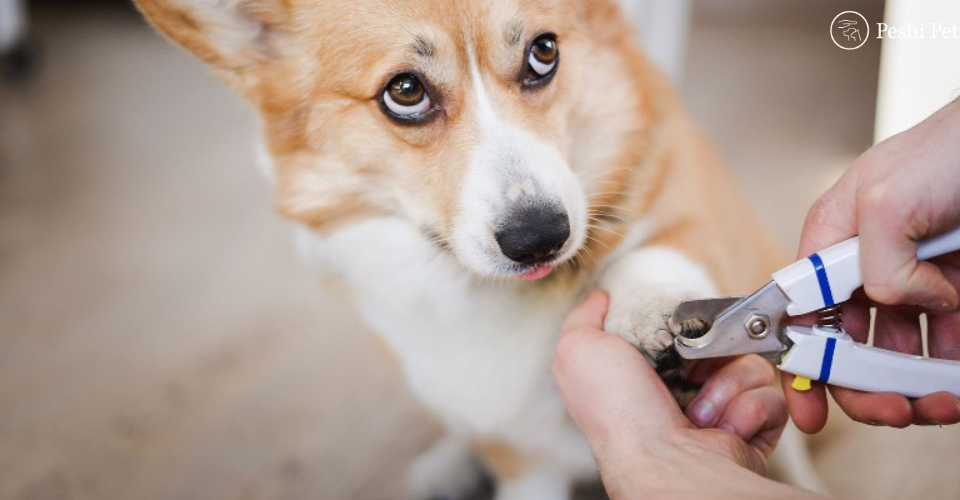 Pet Nail Trimming Guide