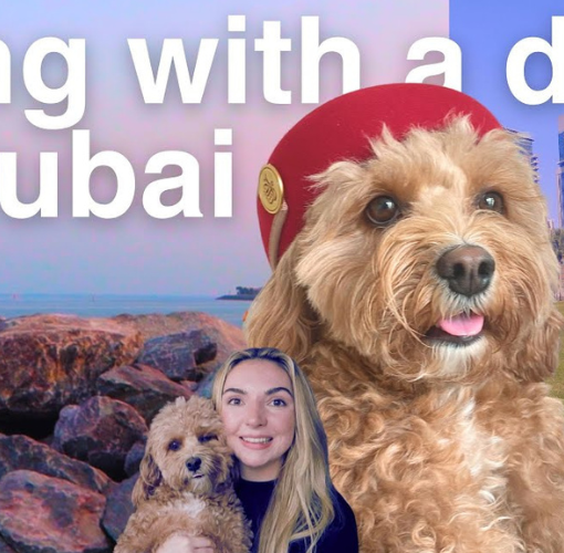 Living in Dubai with a Dog