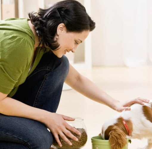 Daily Care for Pets at Home