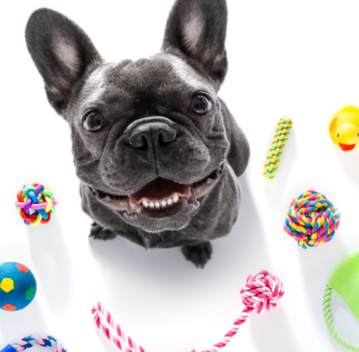 10 things to buy for your pets