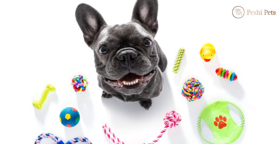 10 things to buy for your pets