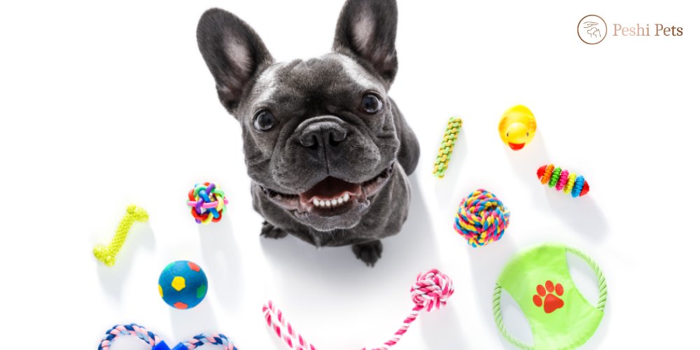 10 things to buy for your pets